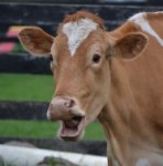 cow-surprised-340x226